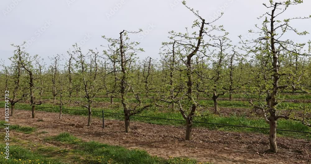 a young apple orchard in cloudy weather, growing apples and other fruits on an industrial scale a young apple orchard in cloudy weather, growing apples and other fruits on an industrial scale