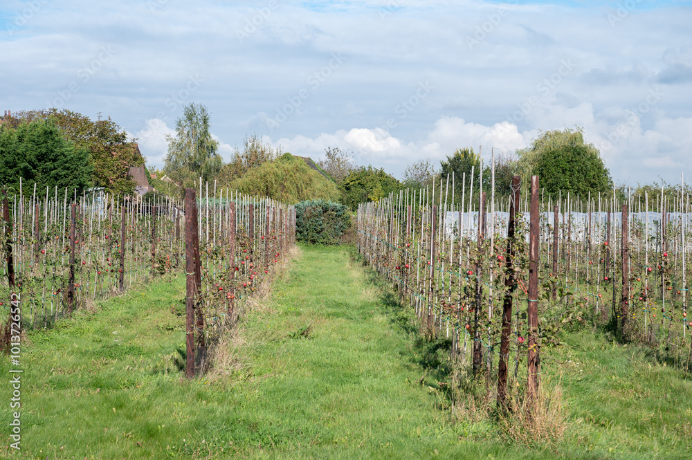 Row of low apple trees at a farm in Zellik, Asse, Belgium Row of low apple trees at a farm in Zellik, Asse, Belgium
