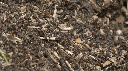 close-up of black European ants at an anthill on the road in a village in Europe