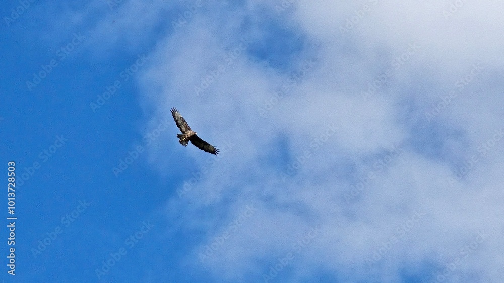 Grand aigle rapace dans un ciel bleu avec des nuages Grand aigle rapace dans un ciel bleu avec des nuages