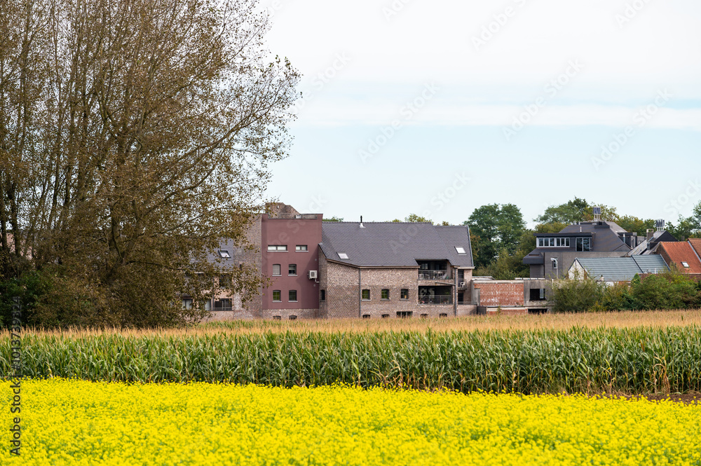 Yellow buttercup fields and houses at the Flemish countryside in Wolvertem, Belgium, SEP 29, 2024 Yellow buttercup fields and houses at the Flemish countryside in Wolvertem, Belgium, SEP 29, 2024