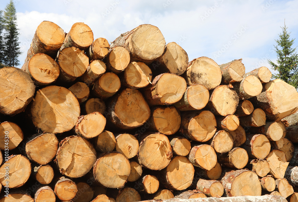 many tree trunks cut and piled on top of each other to form a large stack of wood in the industrial sawmill many tree trunks cut and piled on top of each other to form a large stack of wood in the industrial sawmill