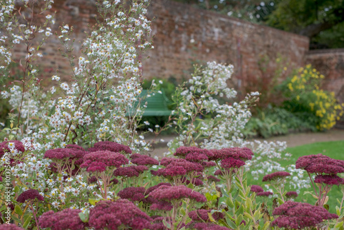 Drought resistant pink sedum flowers reflecting the sun in autumn, at Eastcote House historic walled garden in the Borough of Hillingdon, London, UK photo