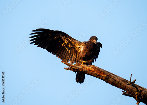 Young Bald Eagle Stretching Its Wings. Dallas, Tex.