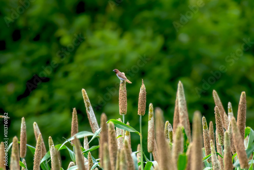 Scaly breasted Munia in pearl millet agriculture crop field photo