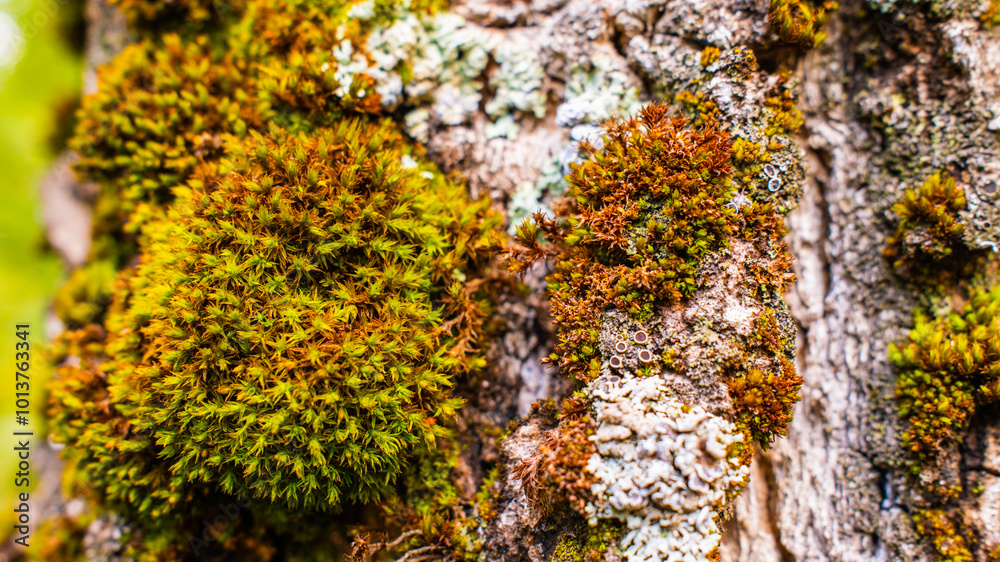 Close-up of vibrant moss and lichen growing on tree bark, forest ecosystem detail Close-up of vibrant moss and lichen growing on tree bark, forest ecosystem detail
