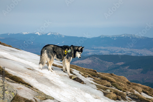 A lone wolfdog silhouetted against a dramatic mountain backdrop, capturing the spirit of the wild.