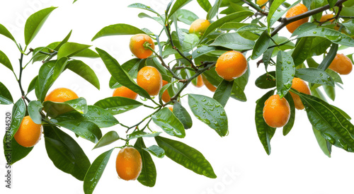 Fototapeta Naklejka Na Ścianę i Meble -  新鲜饱满金橘果肉橙色水果特写素材