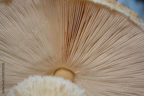 Details of Macrolepiota procera. The parasol mushroom, is a basidiomycete fungus with a large, prominent fruiting body resembling a parasol. It is a fairly common species on well-drained soils.