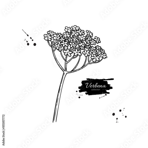 Verbena drawing. Vector hand drawn plant. 