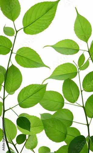 green leaves isolated on white background