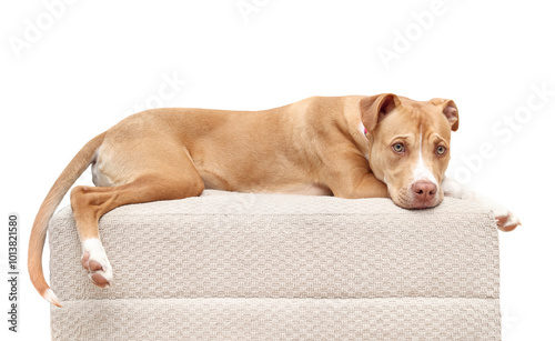 Isolated dog lying on chair while looking at camera. Cute large puppy dog lying stretched out on ottoman. Relaxed or bored body language. 1 year old female boxer pit bull mix dog. Selective focus. photo