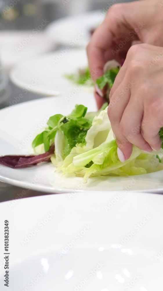 lettuce leaves hands put lettuce leaves prepare vegetable salad in a restaurant four plates portioned serving buffet women's hands with watch and bracelet manicure lettuce leaves hands put lettuce leaves prepare vegetable salad in a restaurant four plates portioned serving buffet women's hands with watch and bracelet manicure