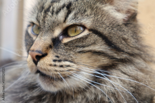 Chat en plan rapproché 