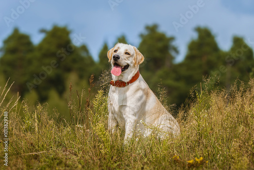 dog labrador retriever fawn color in nature.