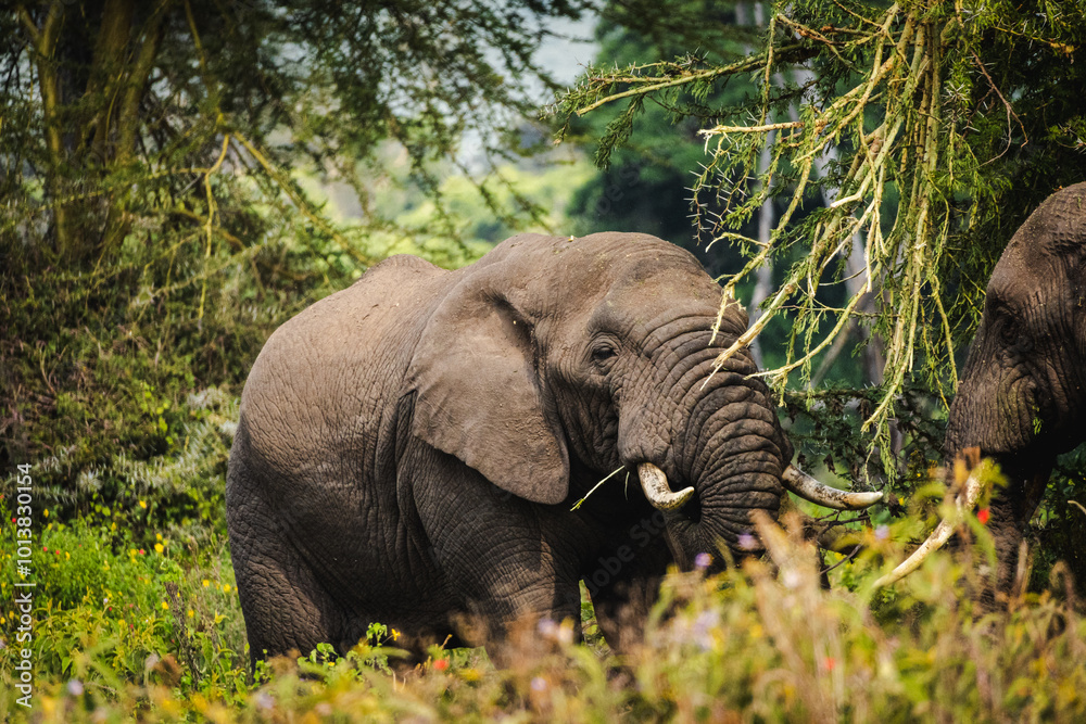 Fototapeta premium Elephants in Ngorongoro Crater – Majestic Giants in African Wilderness