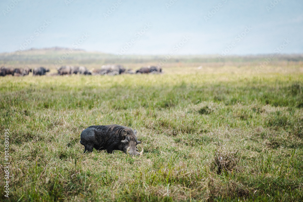 Fototapeta premium Warthog in Ngorongoro Crater – Pumba in Its Natural Habitat