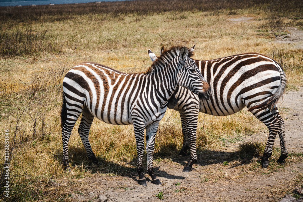 Two Young Zebras Looking in Opposite Directions – An Attention Moment in Ngorongoro Crater Two Young Zebras Looking in Opposite Directions – An Attention Moment in Ngorongoro Crater