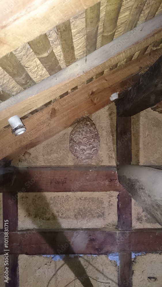 (2)hornets nest in the attic(Photo taken at 19:23 on November 5, 2014) Japanese yellow hornet nest(日本の田舎の家屋の天井裏は立って歩ける程に広い空間な場合がある) (2)hornets nest in the attic(Photo taken at 19:23 on November 5, 2014) Japanese yellow hornet nest(日本の田舎の家屋の天井裏は立って歩ける程に広い空間な場合がある)