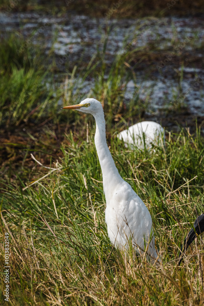 Egret in Ngorongoro Crater – A Graceful Presence in the Wetlands Egret in Ngorongoro Crater – A Graceful Presence in the Wetlands