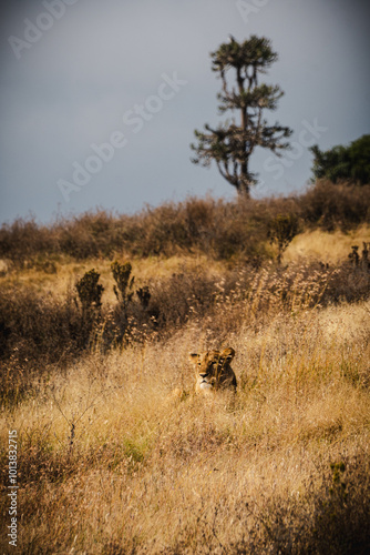 Photography Lioness Resting with Head Up Amidst Grass Terrain in Ngorongoro Crater