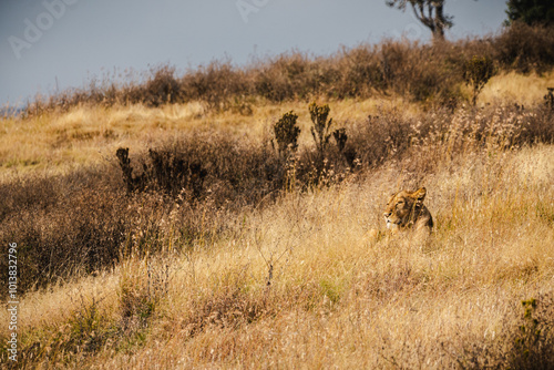 Photography Lioness Resting with Head Up Amidst Grass Terrain in Ngorongoro Crater