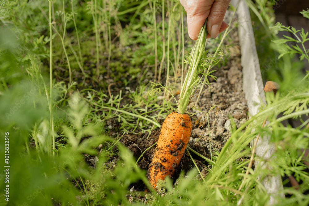 Carrot in hand. Carrots in a farmer's hand against the background of a garden. Agriculture, gardening, growing vegetables. Carrot in hand. Carrots in a farmer's hand against the background of a garden. Agriculture, gardening, growing vegetables.