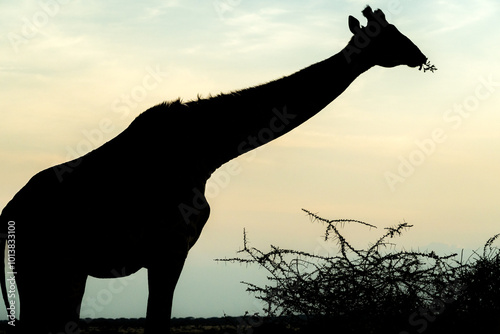 Silhouette of a Giraffe Eating at Dusk in the Serengeti – A Serene Moment in the Wild photo