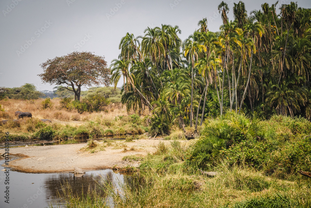 Landscape with a Crocodile and Hippos Among Phoenix Reclinata in the Serengeti Landscape with a Crocodile and Hippos Among Phoenix Reclinata in the Serengeti
