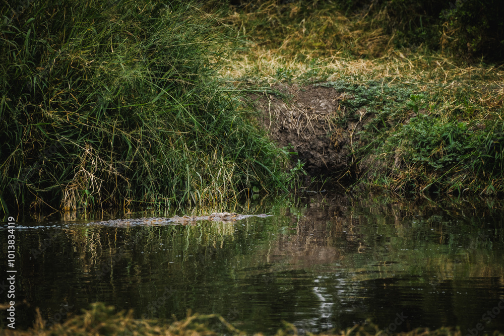 Crocodile Crossing a River in the Serengeti – A Moment of Aquatic Adventure Crocodile Crossing a River in the Serengeti – A Moment of Aquatic Adventure