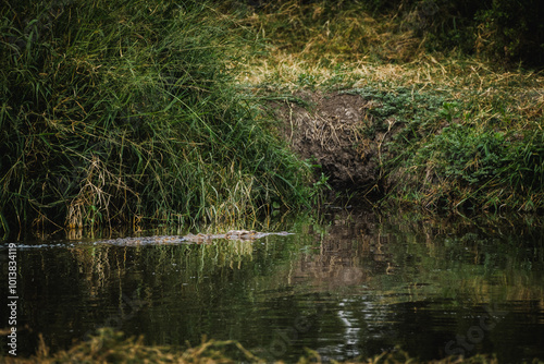 Crocodile Crossing a River in the Serengeti – A Moment of Aquatic Adventure