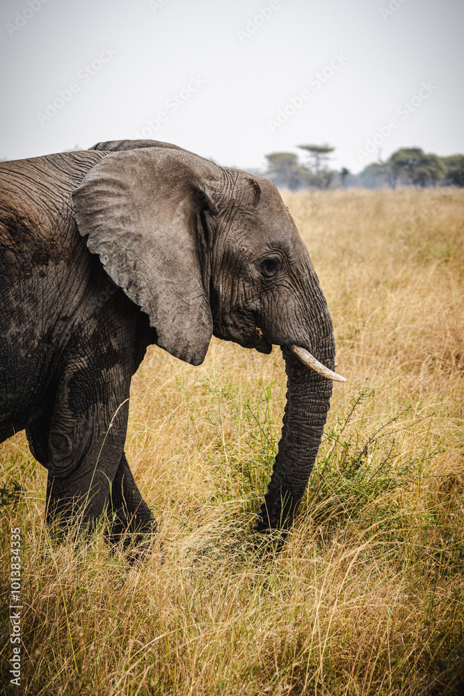 Solo Elephant in the Serengeti – A Symbol of Strength and Solitude Solo Elephant in the Serengeti – A Symbol of Strength and Solitude