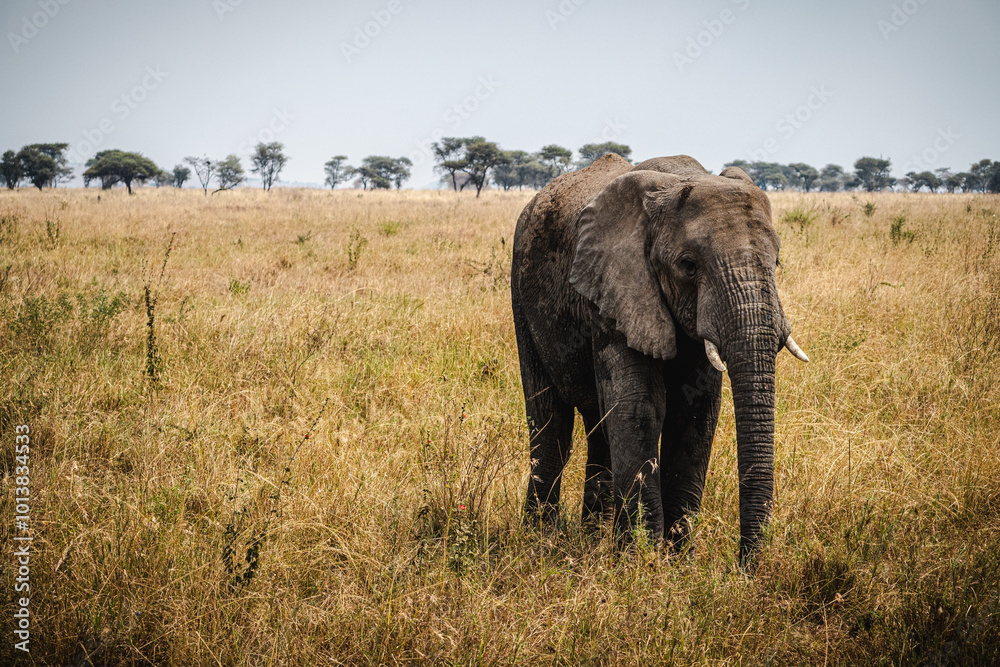 Fototapeta premium Solo Elephant in the Serengeti – A Symbol of Strength and Solitude