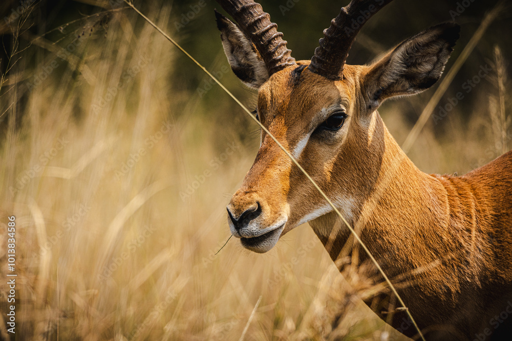 Fototapeta premium Graceful Impala in the Serengeti – A Symbol of Elegance in the Wild