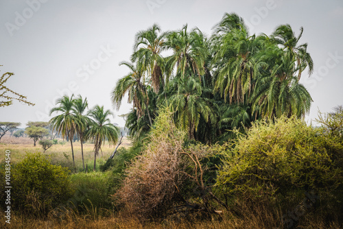 Wallpaper Mural Phoenix Reclinata Standing Tall in the Middle of the Savannas – A Symbol of Resilience Torontodigital.ca