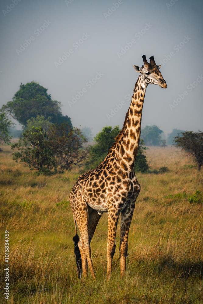Obraz premium Elegant Giraffe Against the Serengeti Sky – A Majestic Presence in the Wild