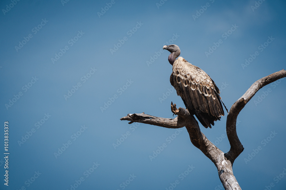 Rüppell's Vulture Perched on the Highest Branch in the Serengeti – A Watchful Sentinel Rüppell's Vulture Perched on the Highest Branch in the Serengeti – A Watchful Sentinel