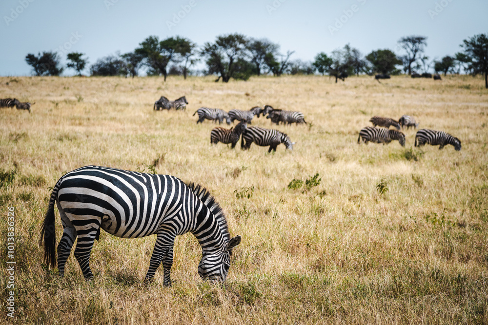 Fototapeta premium Zebra Behavior in the Savannas – Social Interactions and Grazing Dynamics
