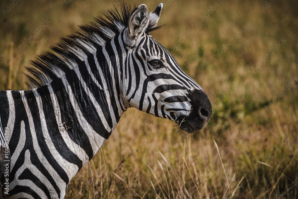 Close-Up Profile of a Zebra in the Serengeti – Striking Stripes and Beauty Close-Up Profile of a Zebra in the Serengeti – Striking Stripes and Beauty