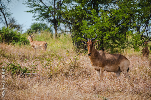 Coke's Hartebeest in the Serengeti – The Unique Antelope of the African Savanna photo