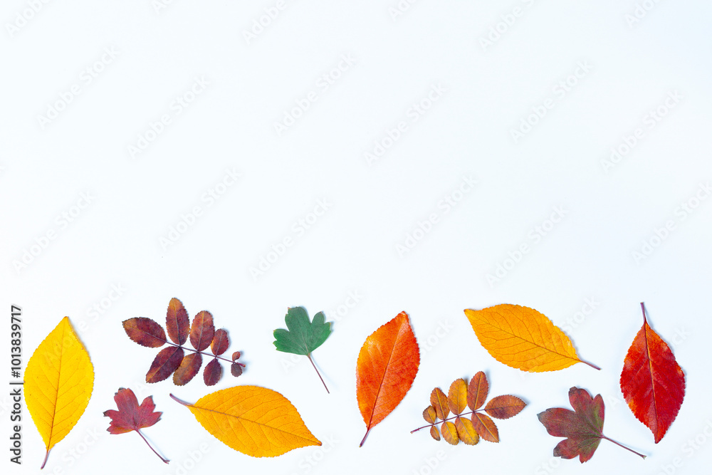Colorful autumn leaves on a white background. Suitable for presentations. Natural background.