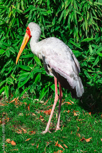 Yellow Billed Stork Standing on the Green Grass. Tropical bird at green nature
