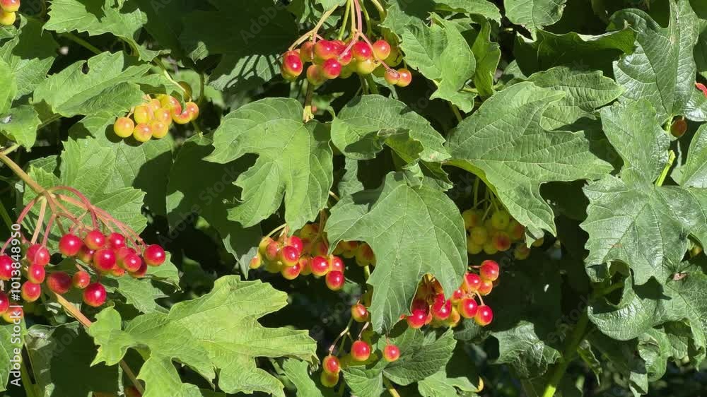 Branches of viburnum with unripe berries in sunny day Branches of viburnum with unripe berries in sunny day