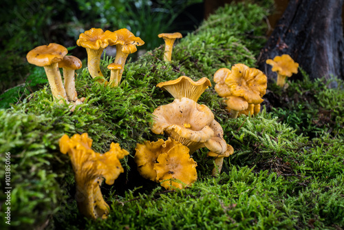 mushroom Cantharellus cibarius in the moss in the forest photo