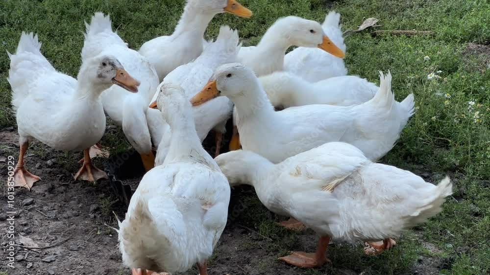 Juvenile domestic ducks eat compound feed on a farm yard Juvenile domestic ducks eat compound feed on a farm yard