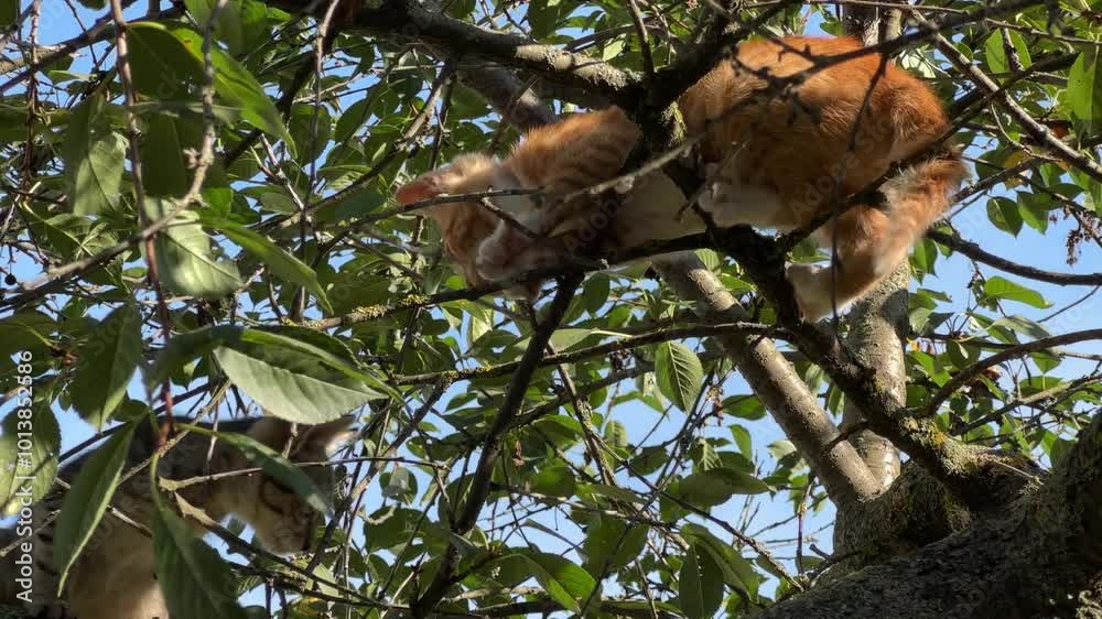 Ginger and gray kittens playing on the tree branches