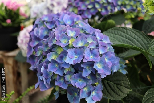 Hydrangea Flower