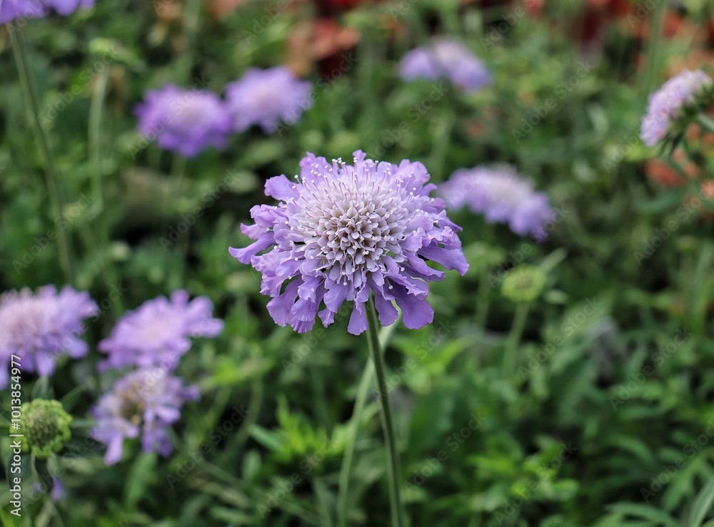 Scabiosa Pin Cushion Flower Scabiosa Pin Cushion Flower