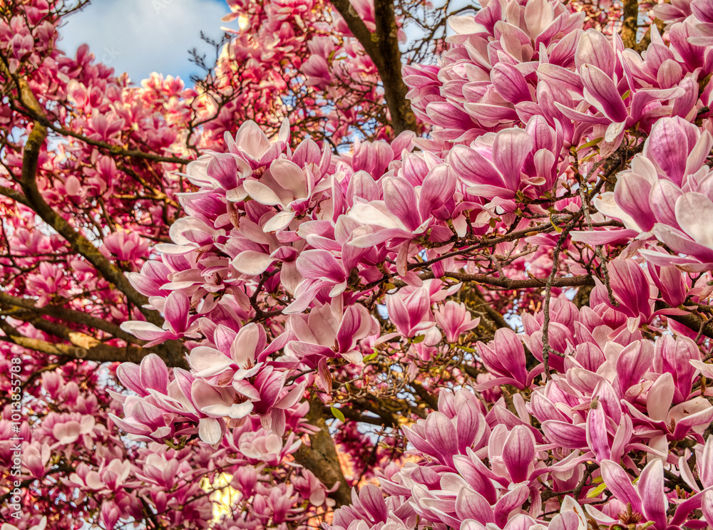 Blühender Magnolienbaum Blühender Magnolienbaum
