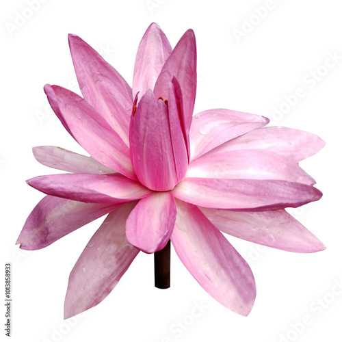 pink lotus flower isolated